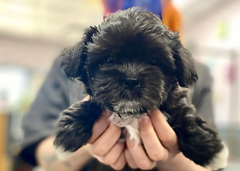 Lakewood Pet Grooming Furtastic Pet Grooming