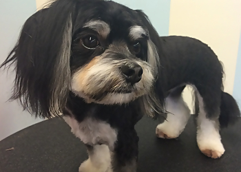 Nashville Pet Grooming Furvana Pet Salon