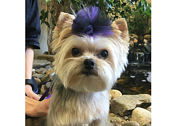 Nashville Pet Grooming Furvana Pet Salon