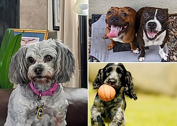Chula Vista Dog Walkers Fuzzy Buddies Petsitting LLC