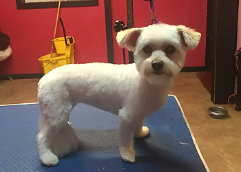 Worcester Pet Grooming Fuzzy Pants Pet Stop