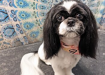 Richardson Pet Grooming Fuzzy Tails Grooming Boutique LLC