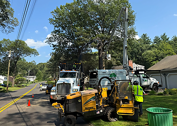 Waterbury Tree Services GBE Guifarro Tree services LLC