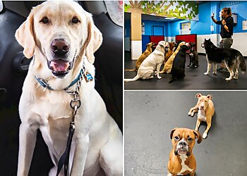 Long Beach Dog Walkers GOfetch