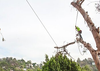 Los Angeles Tree Services Gabriel Tree Services & Landscaping