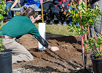 Anchorage Tree Services Gage Tree Service LLC