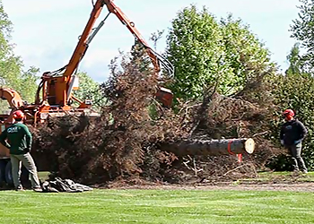 Anchorage Tree Services Gage Tree Service LLC