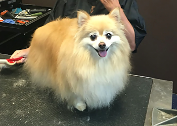Naperville Pet Grooming Gail's Groomerie