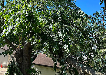 Garden Grove Tree Services Garden Grove Tree Service