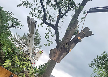 Garden Grove Tree Services Garden Grove Tree Service