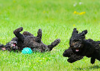 Wichita Dog Walkers Gentle Guardian Pet Sitting