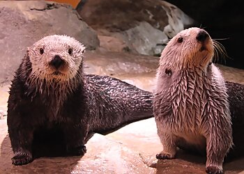 Atlanta Places To See Georgia Aquarium