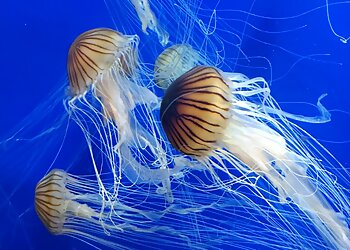 Atlanta Places To See Georgia Aquarium