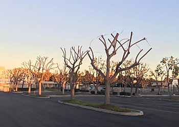 Corona Tree Services German Tree Care