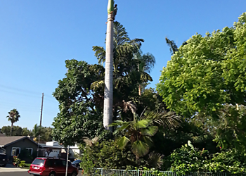 Costa Mesa Tree Services Ghai's Inc.