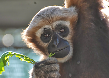 Santa Clarita Places To See Gibbon Conservation Center