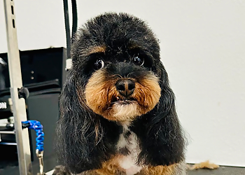 Gilbert Dog Grooming - Gilbert, AZ Pet Grooming - Service Highlights
