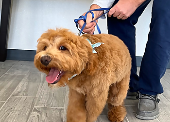 Gilbert Dog Grooming Gilbert Dog Grooming - Gilbert, AZ Pet Grooming - Service Image