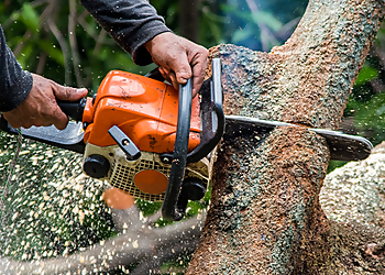 Elizabeth Tree Services Giron's Tree Service LLC