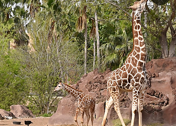 Brownsville Places To See Gladys Porter Zoo