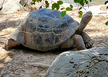 Brownsville Places To See Gladys Porter Zoo