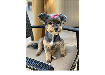 Glamour Paws - Cape Coral, FL Pet Grooming - Service Image