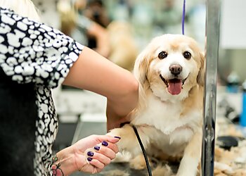 Fort Worth Pet Grooming Glamour Paws