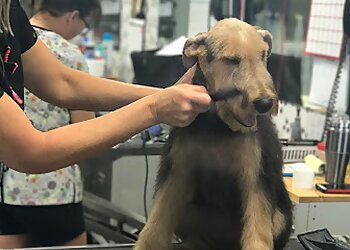 Fort Worth Pet Grooming Glamour Paws