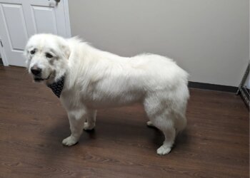 Louisville Pet Grooming Glamour Pet Grooming