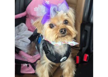 Louisville Pet Grooming Glamour Pet Grooming