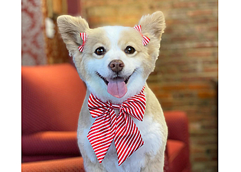 Glamour Pet Salon & Spa Jersey City Pet Grooming image 1
