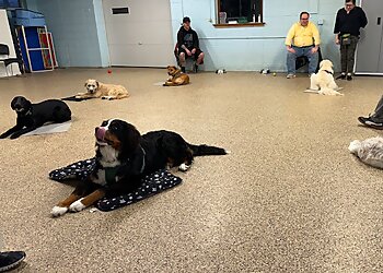 Minneapolis Dog Training Go Anywhere Dog South Minneapolis