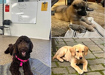 Minneapolis Dog Training Go Anywhere Dog South Minneapolis