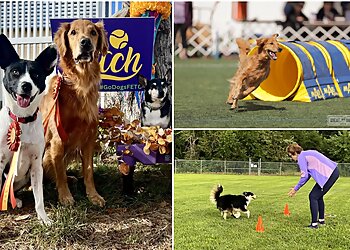 Omaha Dog Training Go Dogs
