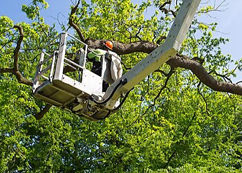Greensboro Tree Services God's Way Tree Service
