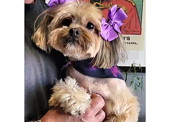 Bakersfield Pet Grooming Going Mutts Pet Grooming