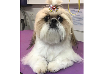 Huntsville Pet Grooming Goin to the Dogs and Cats Mobile Grooming and Pet Spa