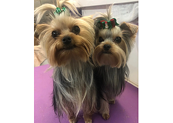 Huntsville Pet Grooming Goin to the Dogs and Cats Mobile Grooming and Pet Spa