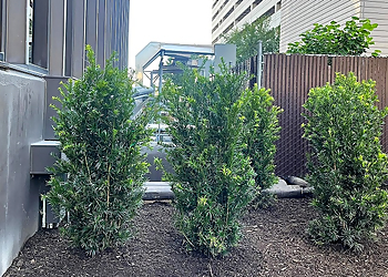 Round Rock Landscaping Companies Gold Star Landscaping