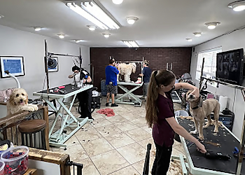 St Petersburg Pet Grooming Golden Collar Grooming