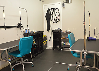 St Petersburg Pet Grooming Golden Collar Grooming