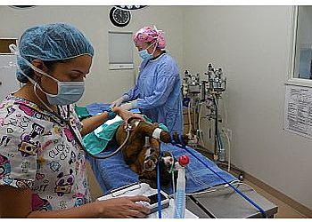 Rancho Cucamonga Veterinary Clinics Golden Oaks Veterinary Hospital