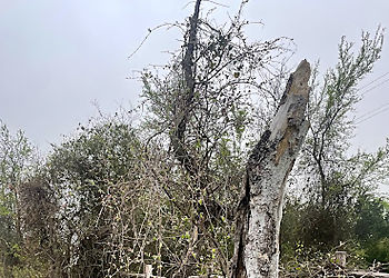 Waco Tree Services Gomez Tree Solutions