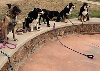 El Paso Dog Training Good Dog Training