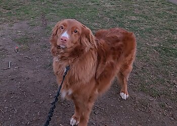 North Las Vegas Dog Walkers Good Vibes Pet Sitting