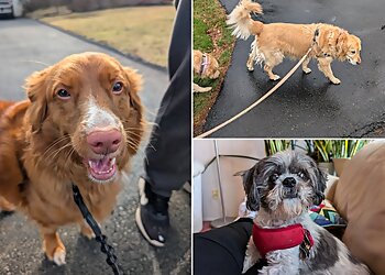 North Las Vegas Dog Walkers Good Vibes Pet Sitting