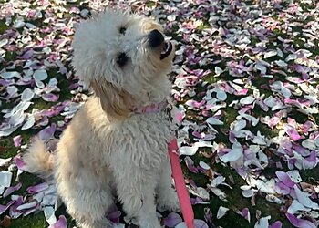 Good Vibes Pet Sitting North Las Vegas Dog Walkers image 1