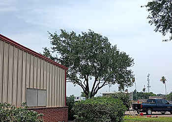 Brownsville Tree Services Gordillo Tree Service LLC