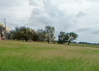 Gordillo Tree Service LLC Brownsville Tree Services image 1