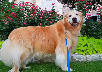 Dallas Dog Walkers Grand Paws Pet Sitter